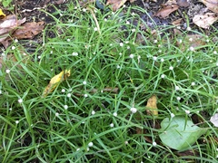 Cyperus mindorensis