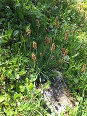 Plantago alpina