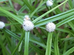 Cyperus mindorensis