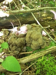 Gyromitra sphaerospora