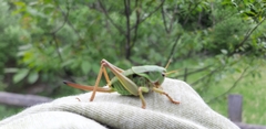 Psorodonotus fieberi