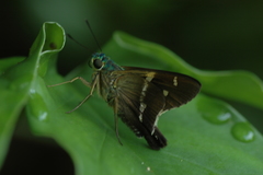 Niconiades incomptus