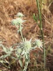 Eryngium jepsonii