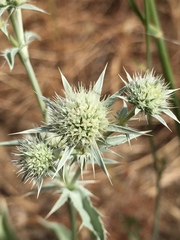 Eryngium jepsonii