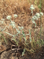 Eryngium jepsonii