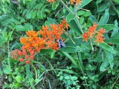 Asclepias tuberosa interior