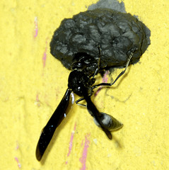 Brachymenes wagnerianus