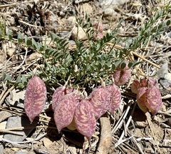 Astragalus oophorus
