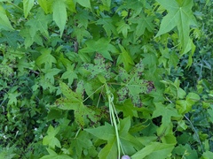 Cercospora liquidambaris