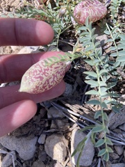 Astragalus oophorus