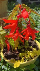 Begonia boliviensis