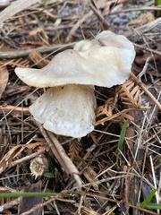 Omphalotus nidiformis