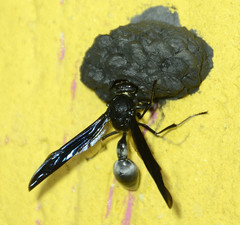 Brachymenes wagnerianus