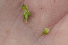 Carex conjuncta