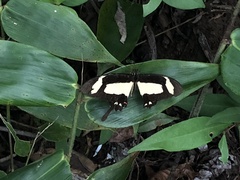 Heraclides torquatus