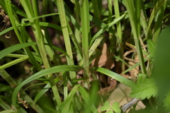 Carex conjuncta