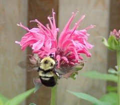 Bombus bimaculatus