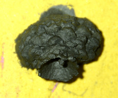 Brachymenes wagnerianus