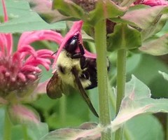 Bombus bimaculatus