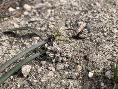 Allium obtusum obtusum