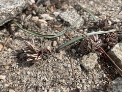 Allium obtusum obtusum