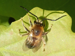 Eucera longicornis