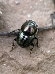 Onthophagus orpheus