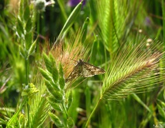 Evergestis frumentalis