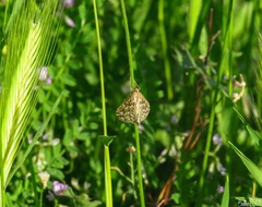 Evergestis frumentalis
