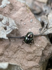 Onthophagus orpheus