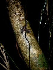 Ischnocnema henselii