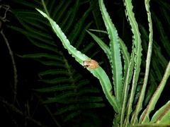 Dendropsophus werneri