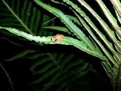 Dendropsophus werneri