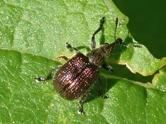 Involvulus cupreus