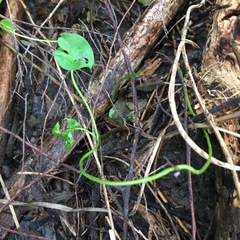 Calystegia sepium roseata x Silvatica disjuncta