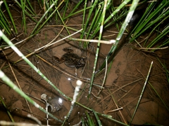 Physalaemus cuvieri