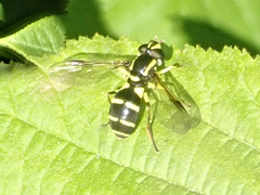 Xanthogramma pedissequum