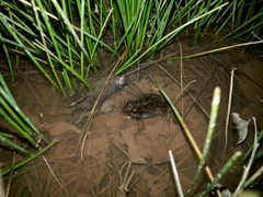 Physalaemus cuvieri