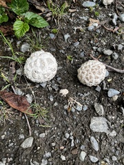 Calvatia sculpta