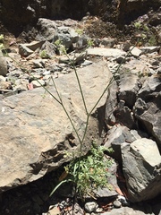 Perideridia californica