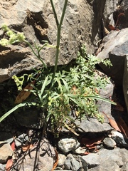 Perideridia californica