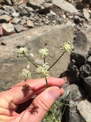 Perideridia californica