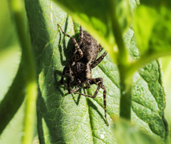 Gibbaranea bituberculata
