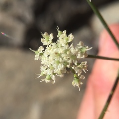 Perideridia californica