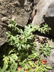 Perideridia californica