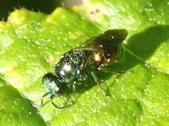 Pseudomalus auratus