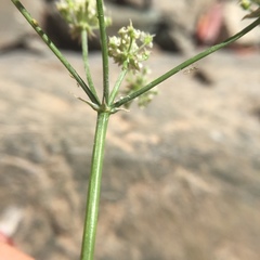 Perideridia californica