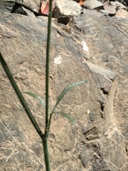 Perideridia californica