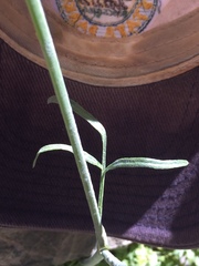 Perideridia californica