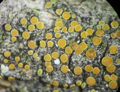 Caloplaca stanfordensis